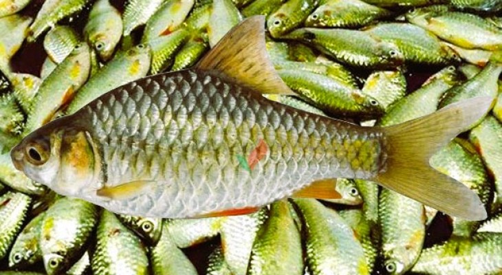 পুঁটি মাছ চাষের পদ্ধতি